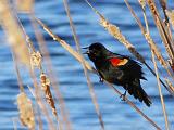 Red-winged Blackbird_DSCF00616